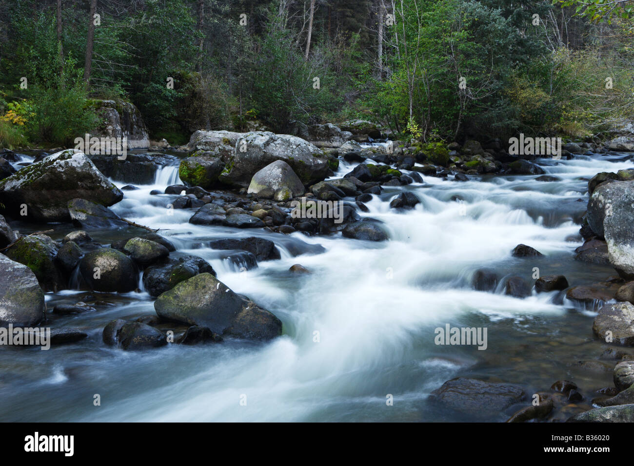 Le sorgenti del fiume Rio Grande nel Rio Grande Foresta Nazionale di Southern Colorado. Foto Stock