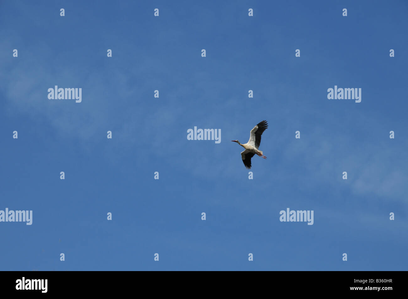 Unione Cicogna Bianca Ciconia ciconia in volo contro un cielo blu Salamanca Spagna il bird ha l'anello di identificazione su una caviglia Foto Stock
