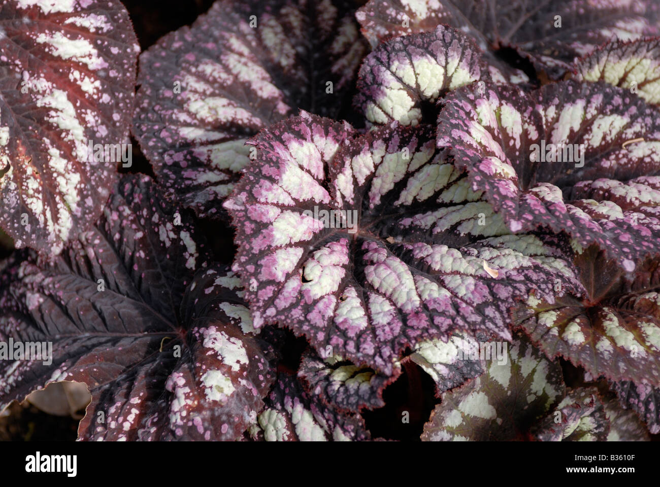 Fogliame di un tropicale begonia Foto Stock
