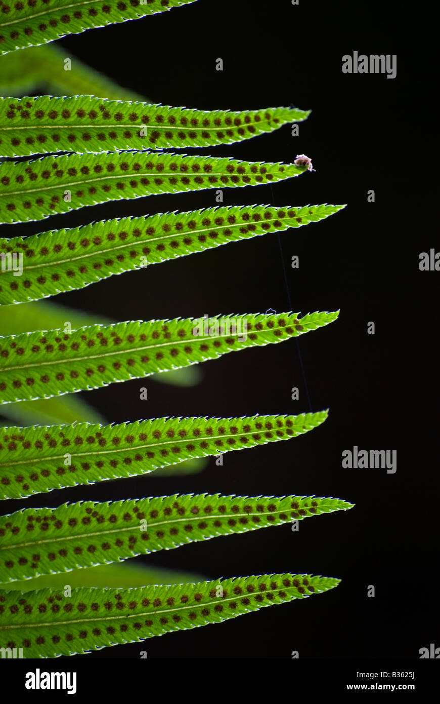 Una comune spada, felce Polystichum munitum in Washington's Mount Baker-Snoqualmie National Forest. Foto Stock