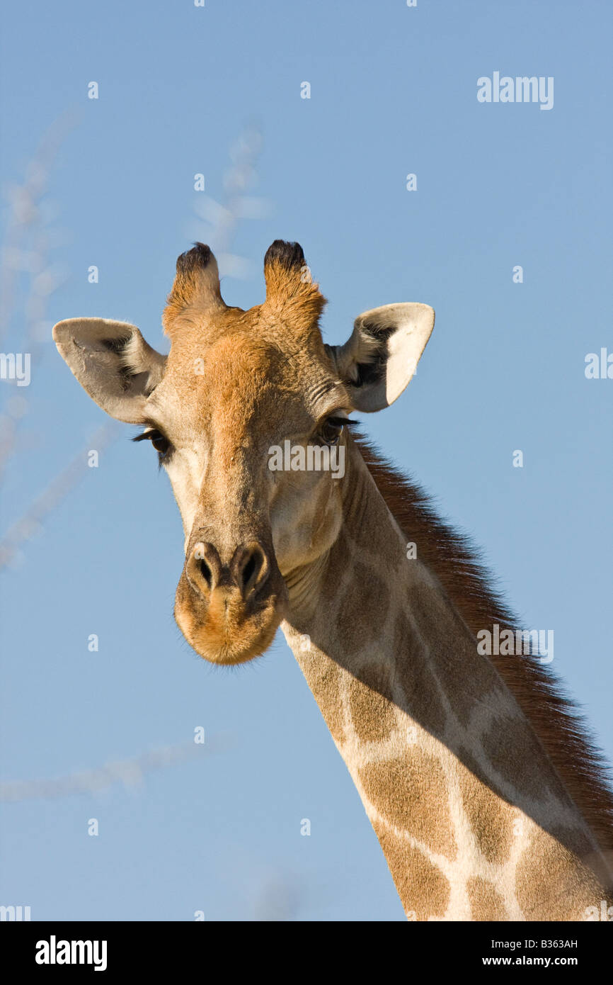 Giraffa camelopardalis Giraffa in Etosha Namibia s il più grande parco giochi in Africa Foto Stock