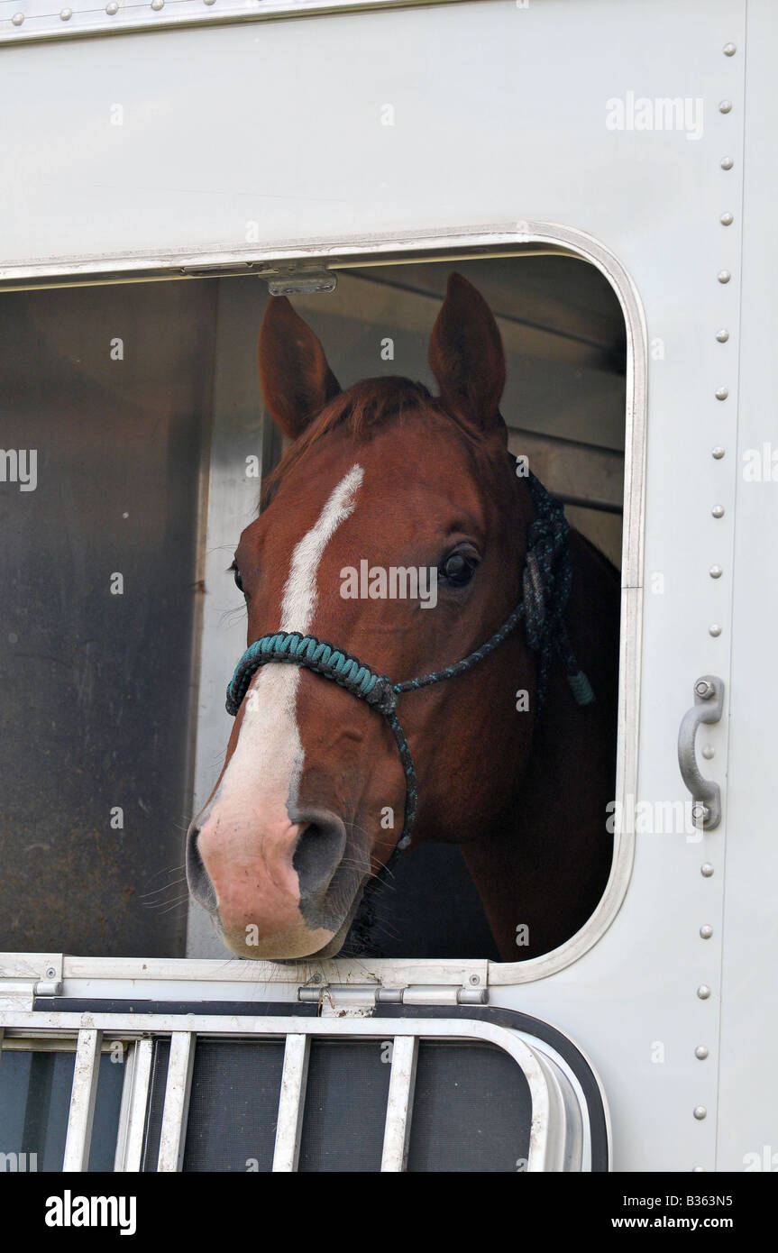 Un cavallo verticale ritratto Foto Stock