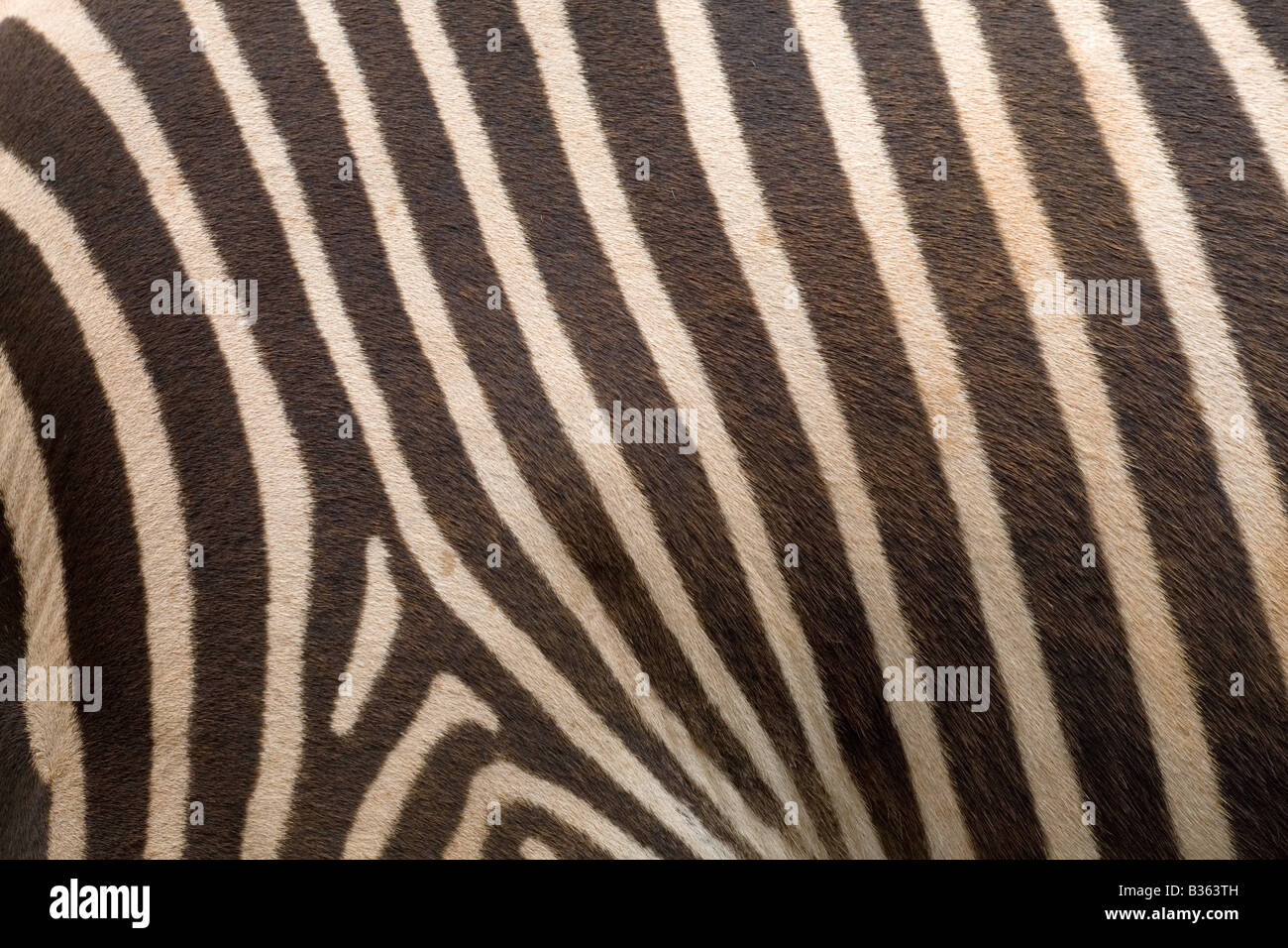 S Grevy Zebra Equus grevyi Foto Stock