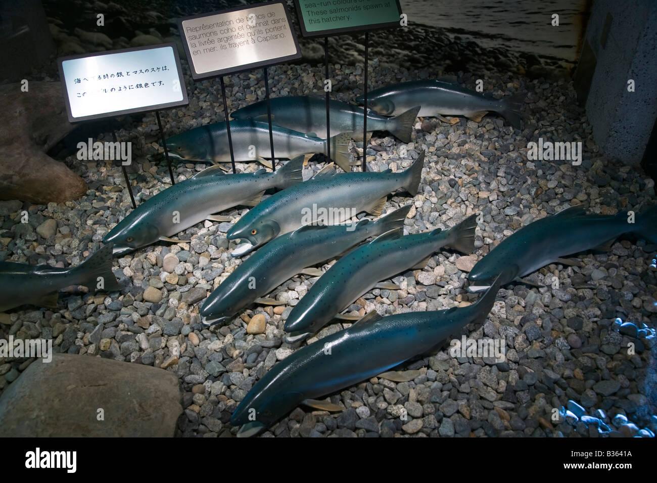 Il Capilano Salmon Hatchery Foto Stock