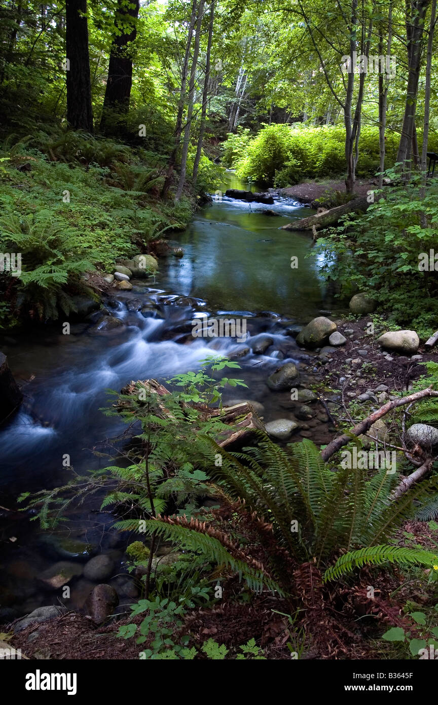 La cascata e flusso di salmone, Isola di Vancouver, B.C Canada Foto Stock