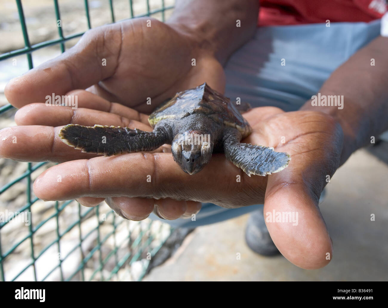Un uomo detiene un bambino tartaruga embricata presso il vecchio hegg Turtle Santuario a Bequia West Indies Foto Stock