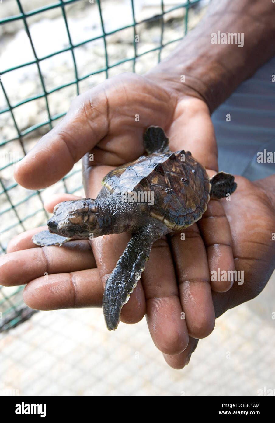 Un uomo detiene un bambino tartaruga embricata all'Oldhegg santuario delle tartarughe in Bequia West Indies Foto Stock