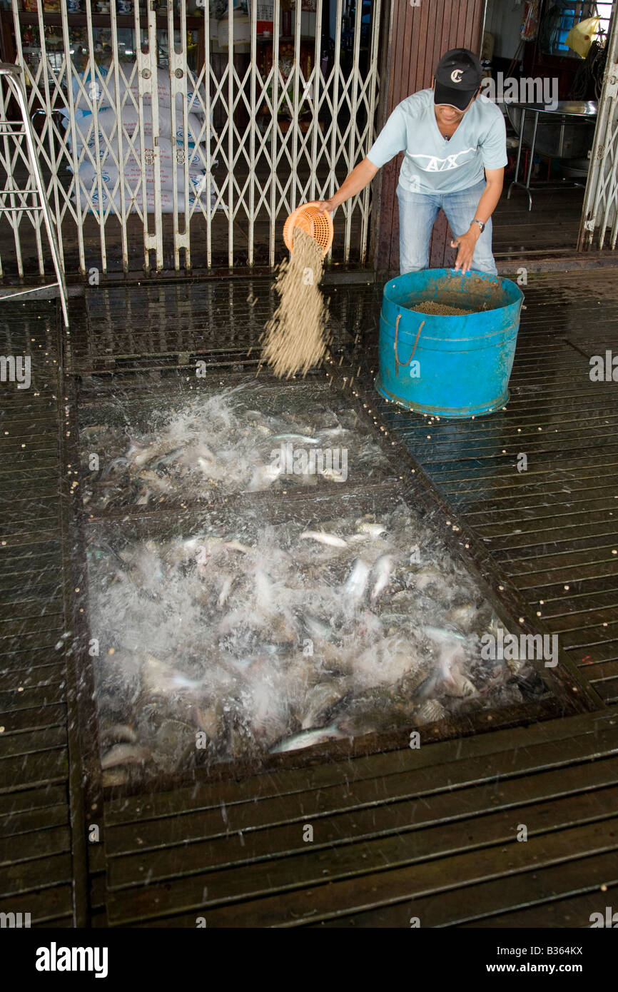Il pesce va pazzo come il lavoratore che li alimenta Foto Stock