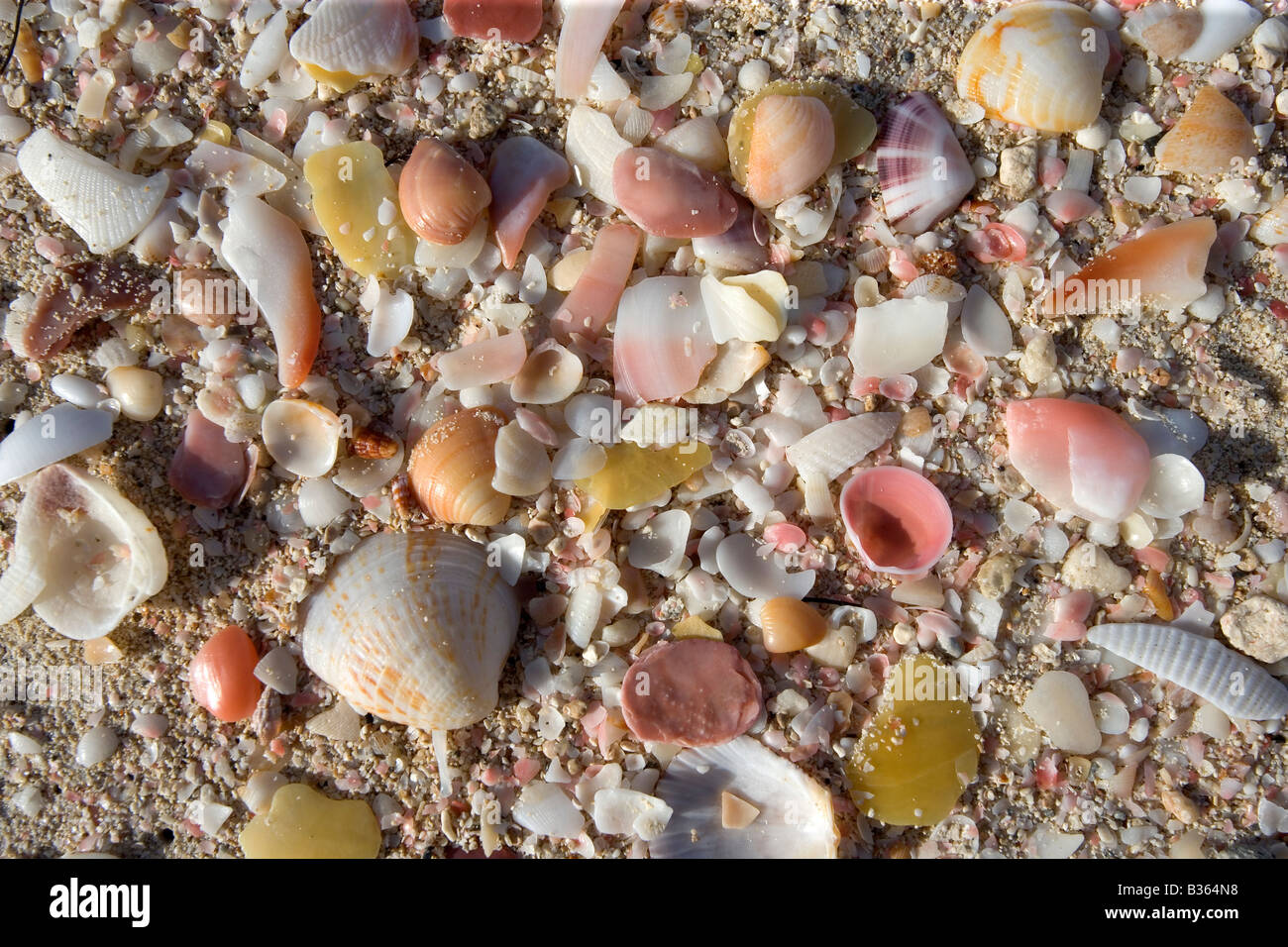 La sabbia e le conchiglie e rotture di frammenti di guscio fare un colorato ancora in vita su 11 miglia di spiaggia a Barbuda Antille Foto Stock