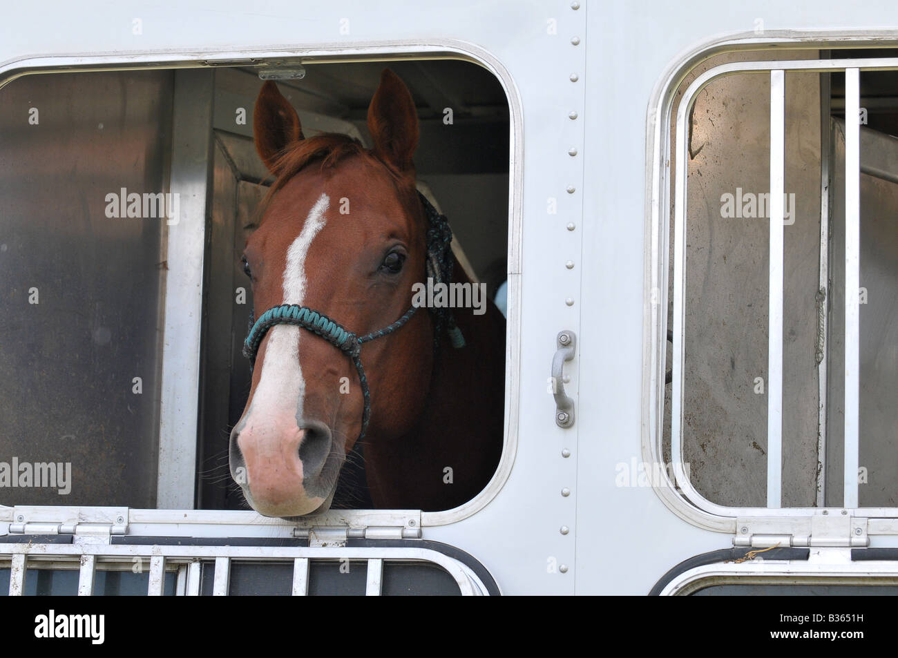 Un cavallo ritratto Foto Stock