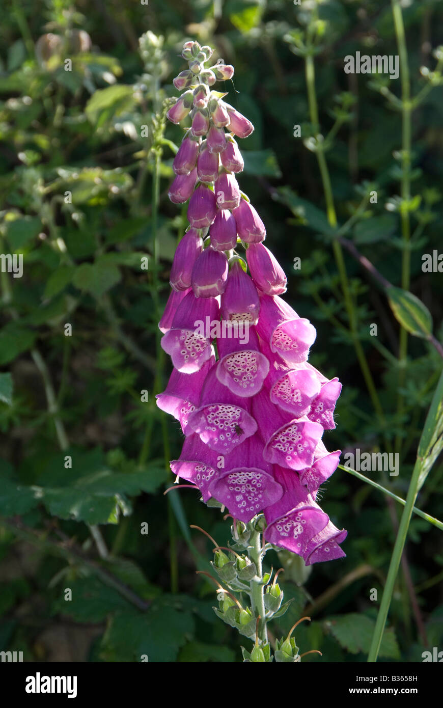 Viola selvatica foxglove (Digitalis purpurea) Foto Stock