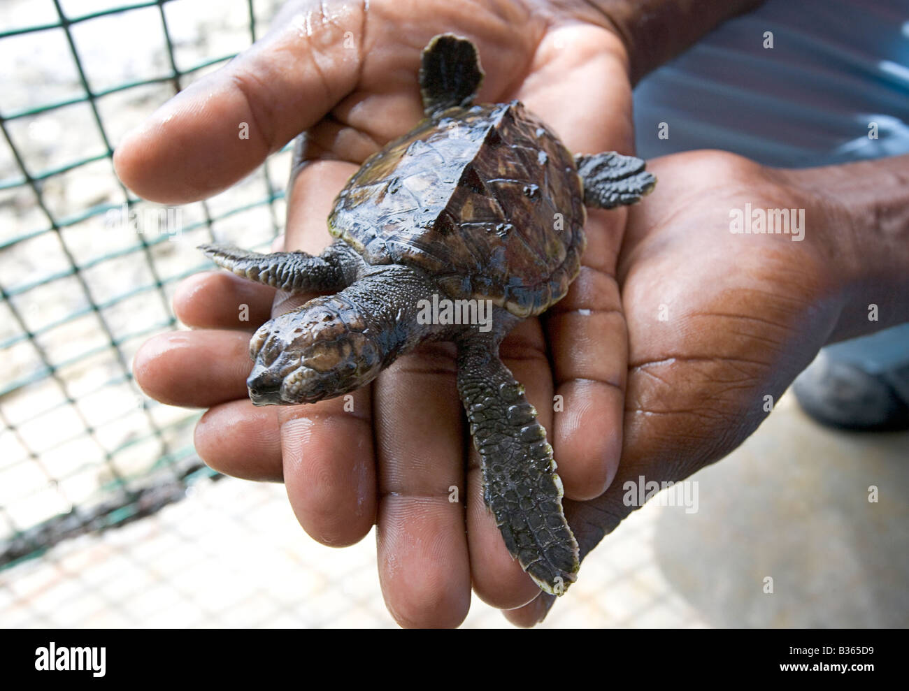 Un uomo detiene un bambino tartaruga embricata presso il vecchio hegg Turtle Santuario a Bequia West Indies Foto Stock