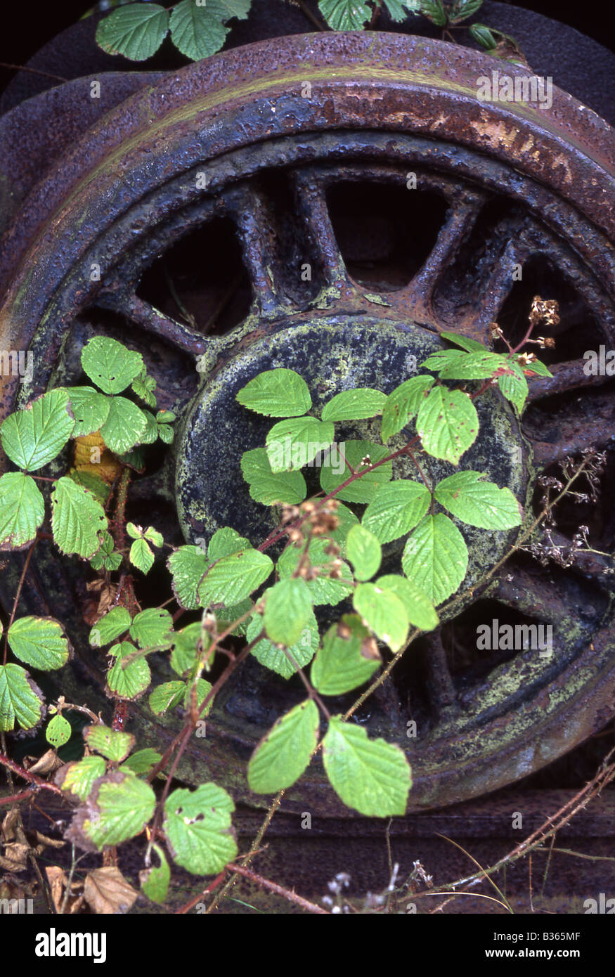 Un rovo piste attraverso una formazione di ruggine locomotore ruota, Tanfield railway, North East England, Regno Unito Foto Stock