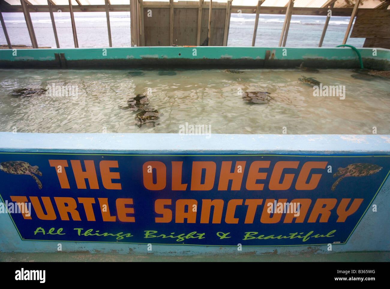 Grande piscina con verde e hawksbill tartarughe nuoto presso la Old Hegg Turtle Santuario Bequia Saint Vincent e Grenadine Foto Stock