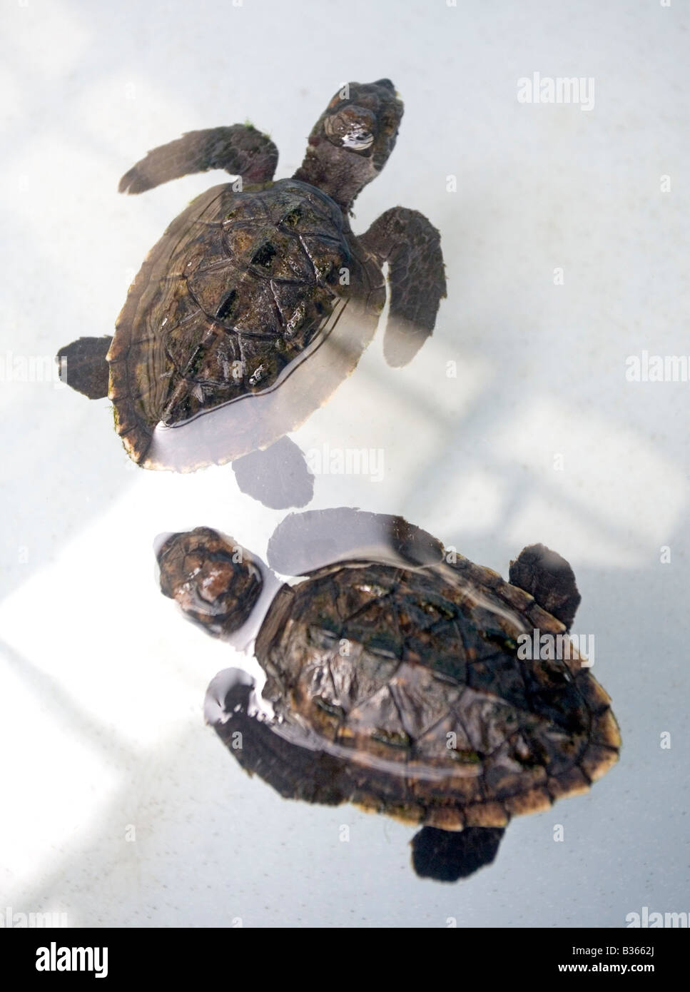 3 mese fa baby Hawksbill tartarughe presso la tartaruga Oldhegg Santuario a Bequia West Indies Foto Stock