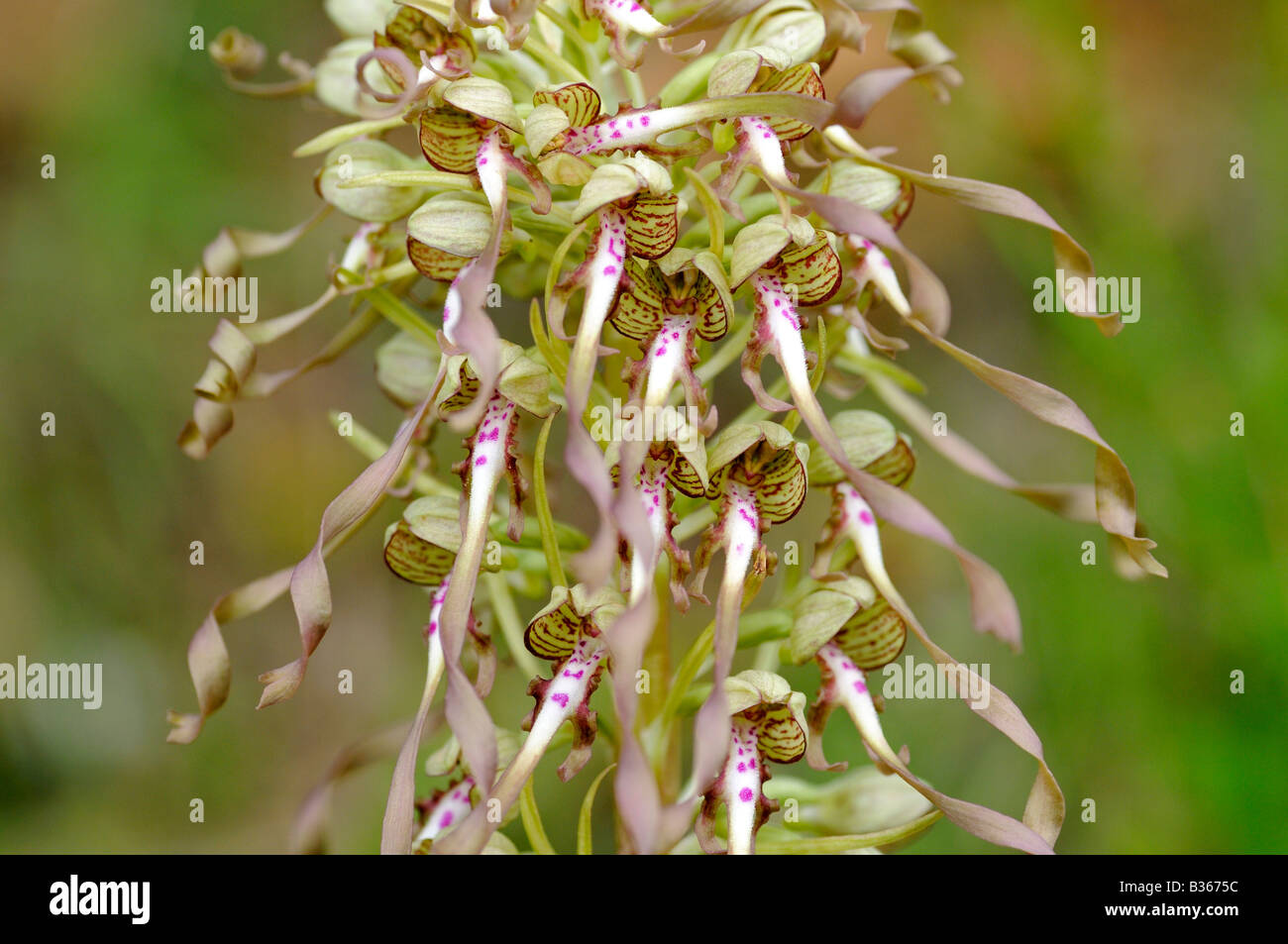 Lizard Orchid, Himantoglossum hircinum, Orchidea europea Foto Stock