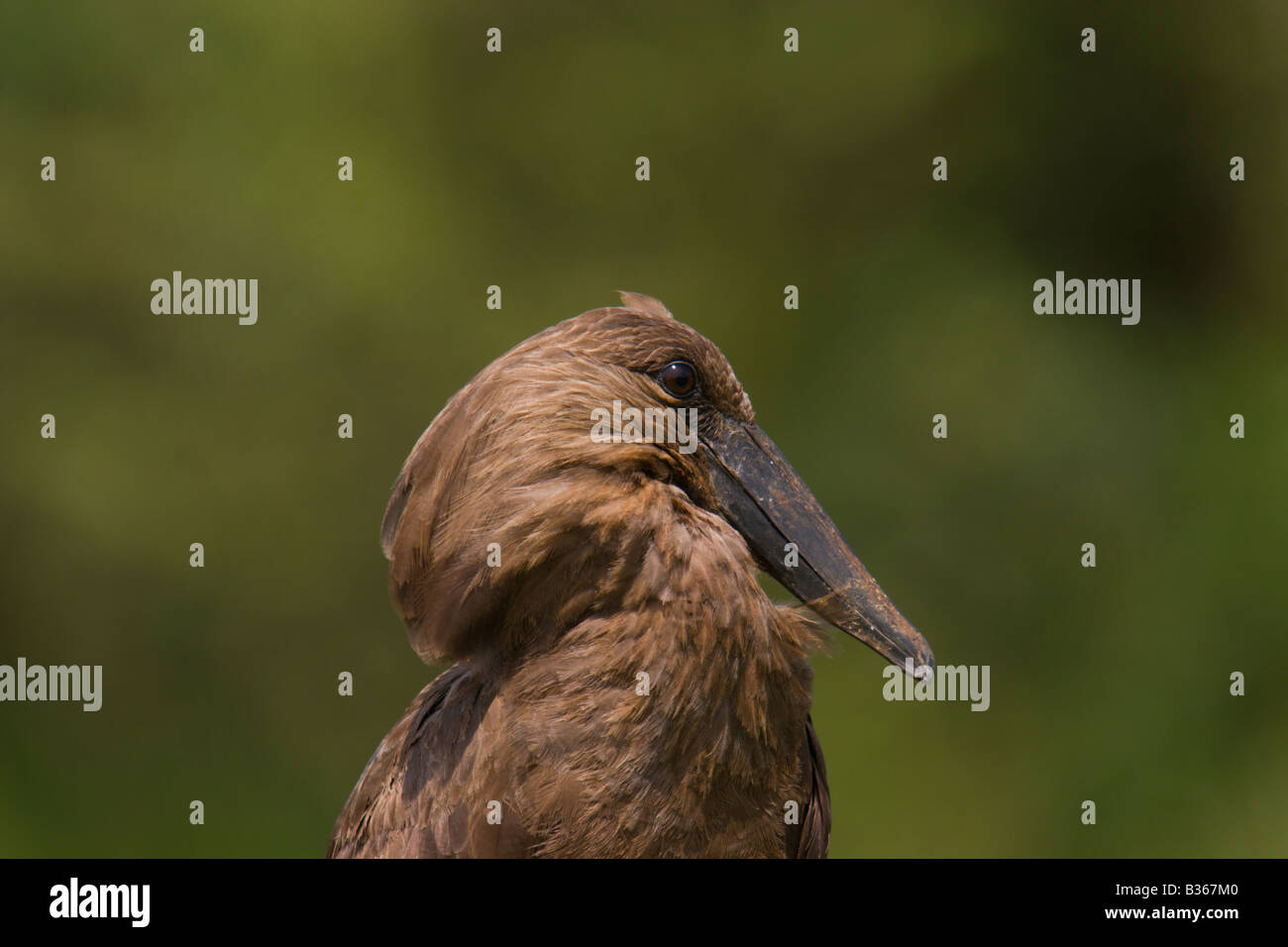 Stork brown bird Uganda testa di martello Foto Stock