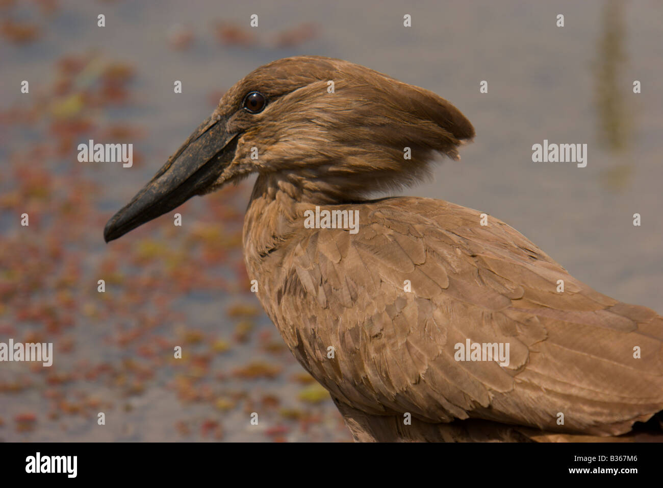 Stork brown bird Uganda testa di martello Foto Stock