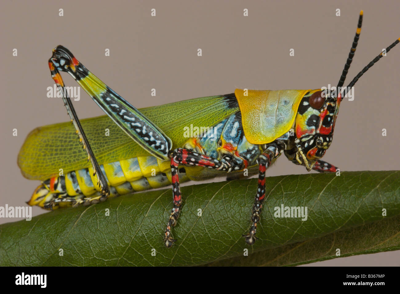 Grasshopper insetto sei zampe colorfull colorfull Foto Stock