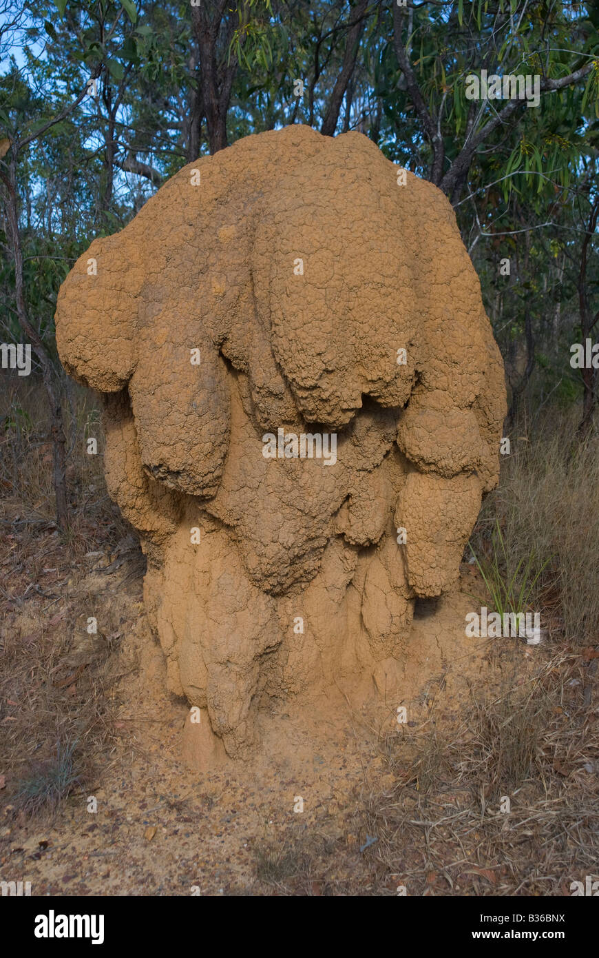Termiti nido nel lontano Nord Queensland Australia Foto Stock