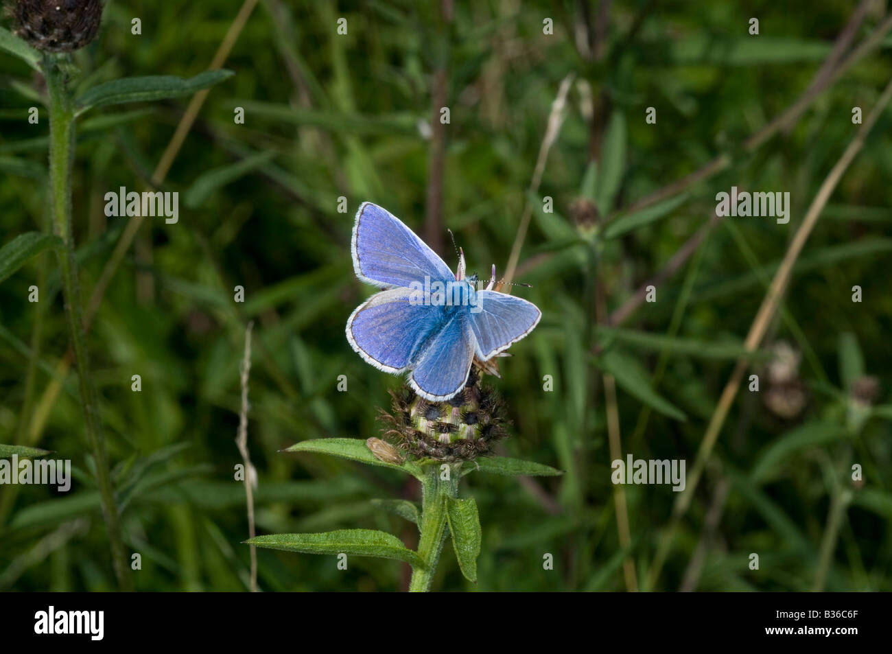 Comune maschio Blue Butterfly Polyommatus icarus . Foto Stock