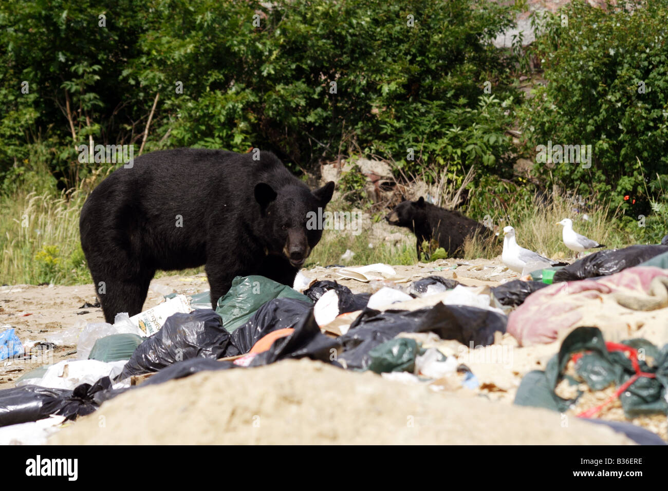 Orsi neri ricerca garbage per cibo a garbage discarica a Killarney Ontario Canada Foto Stock