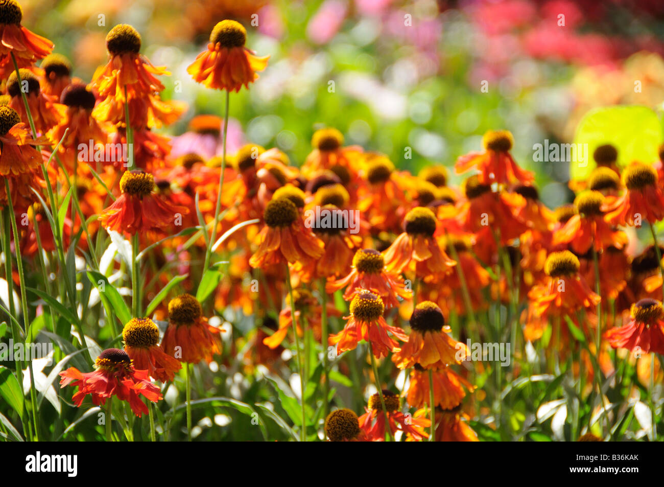Helenium Moerheim Beauty fioritura nel giardino estivo NORFOLK REGNO UNITO Agosto Foto Stock