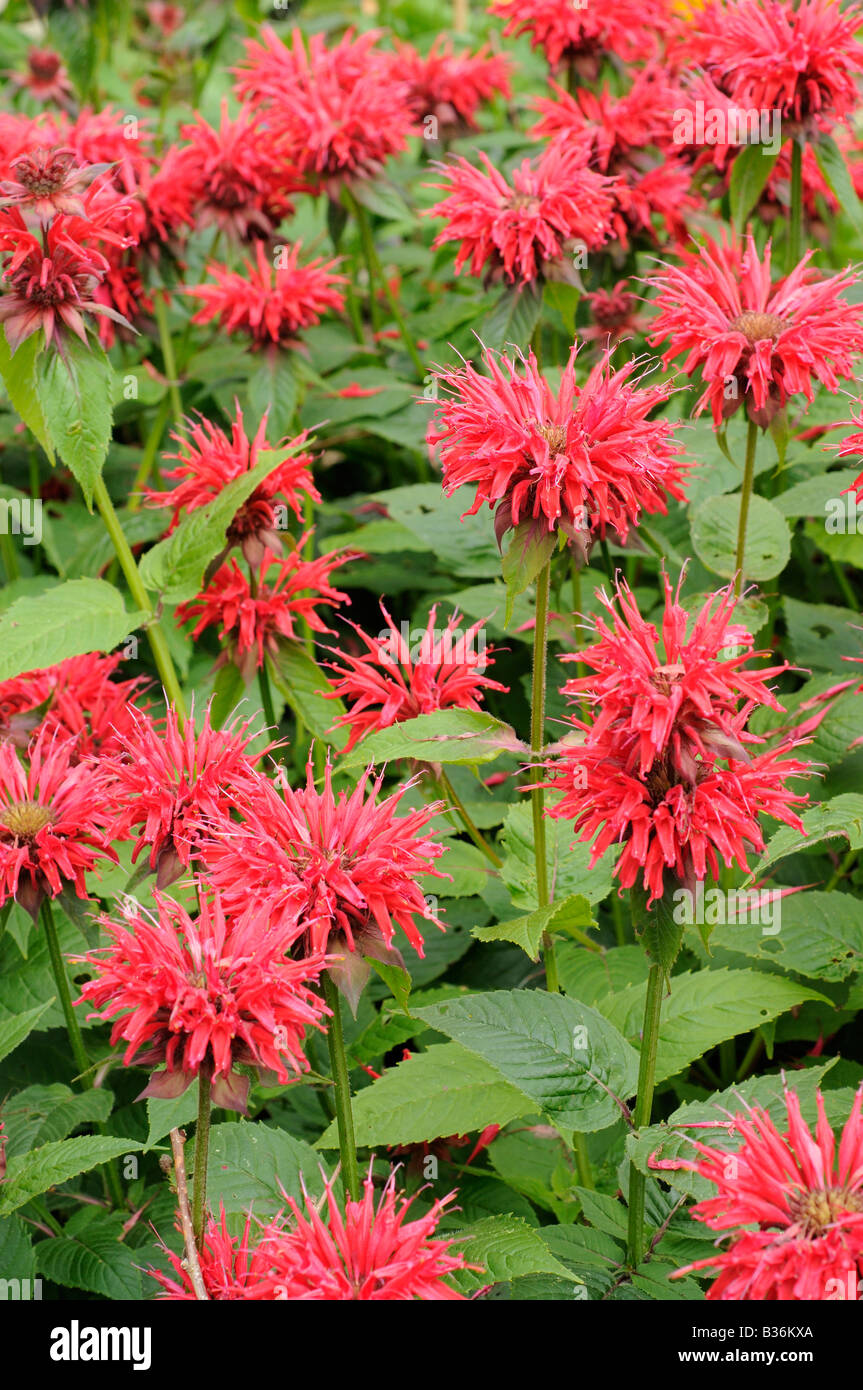 Monarda Bergamotto veiw giardino nel pieno fiore di un giardino estivo Norfolk UK Luglio Foto Stock