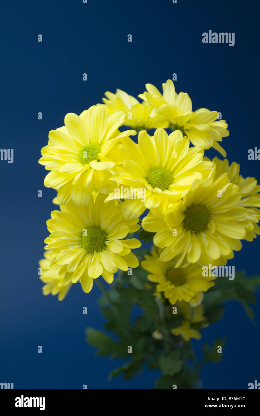Giallo crisantemi Foto Stock