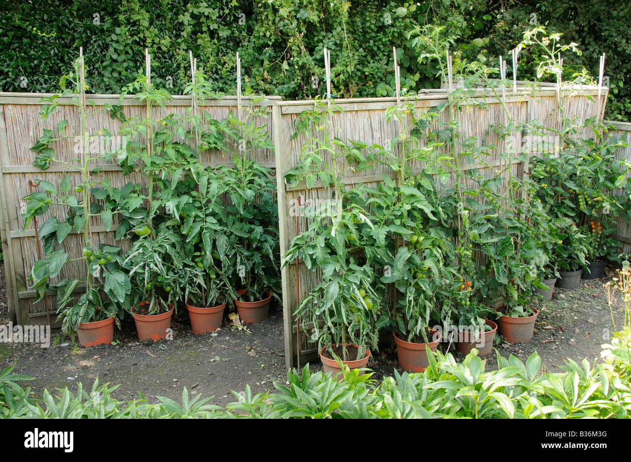 Cresciuto in casa all'aperto di piante di pomodoro crescente contro la recinzione in canna in un paese piccolo giardino Norfolk Regno Unito Agosto Foto Stock