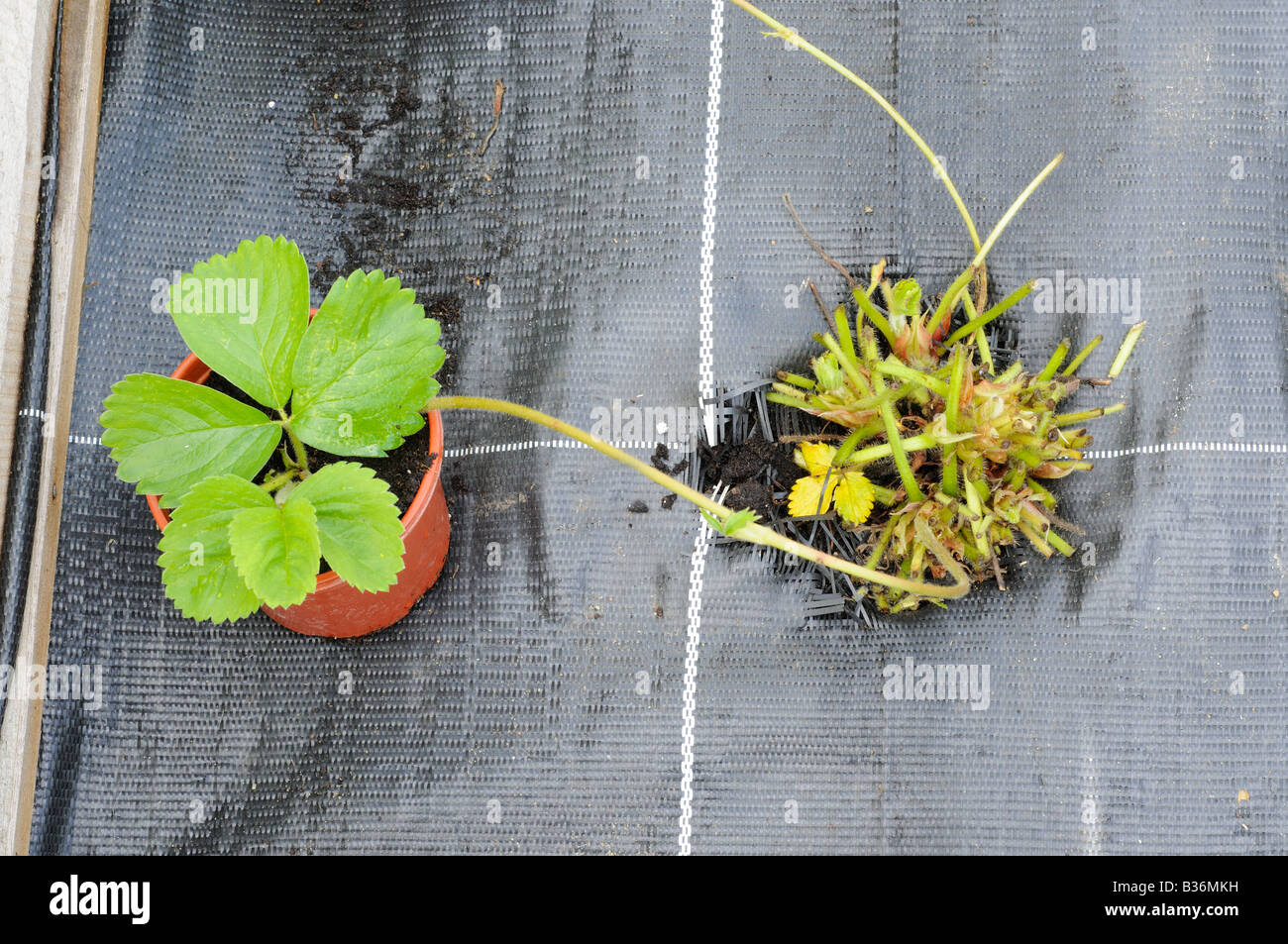 Inglobamento su piante di fragola runner a 9cm pot in piccola frutta gabbia NORFOLK REGNO UNITO Agosto Foto Stock