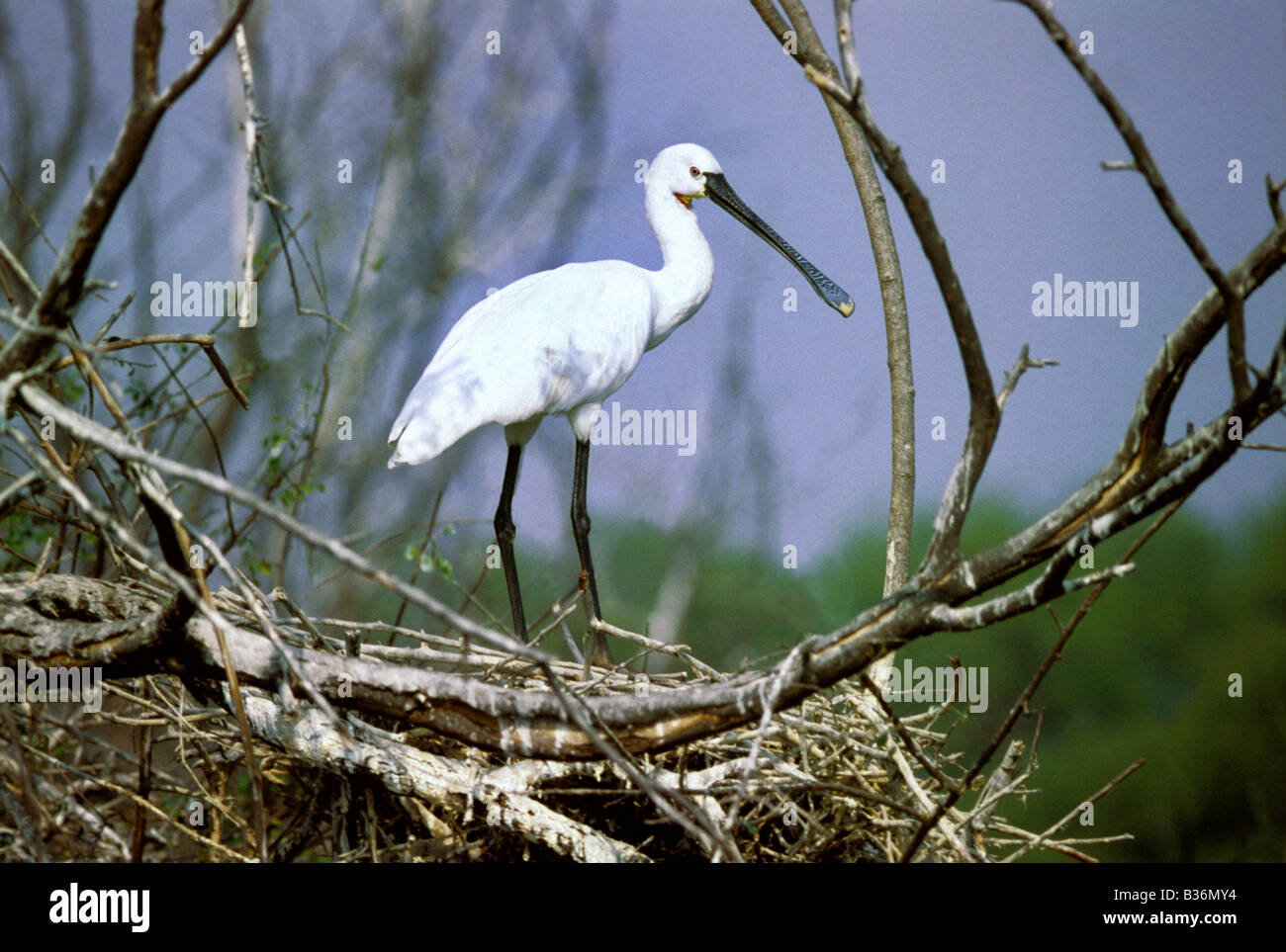 Eurasian spatola Platalea leucorodia al nido. Bharatpur Bird Sanctuary, Rajasthan, India Foto Stock