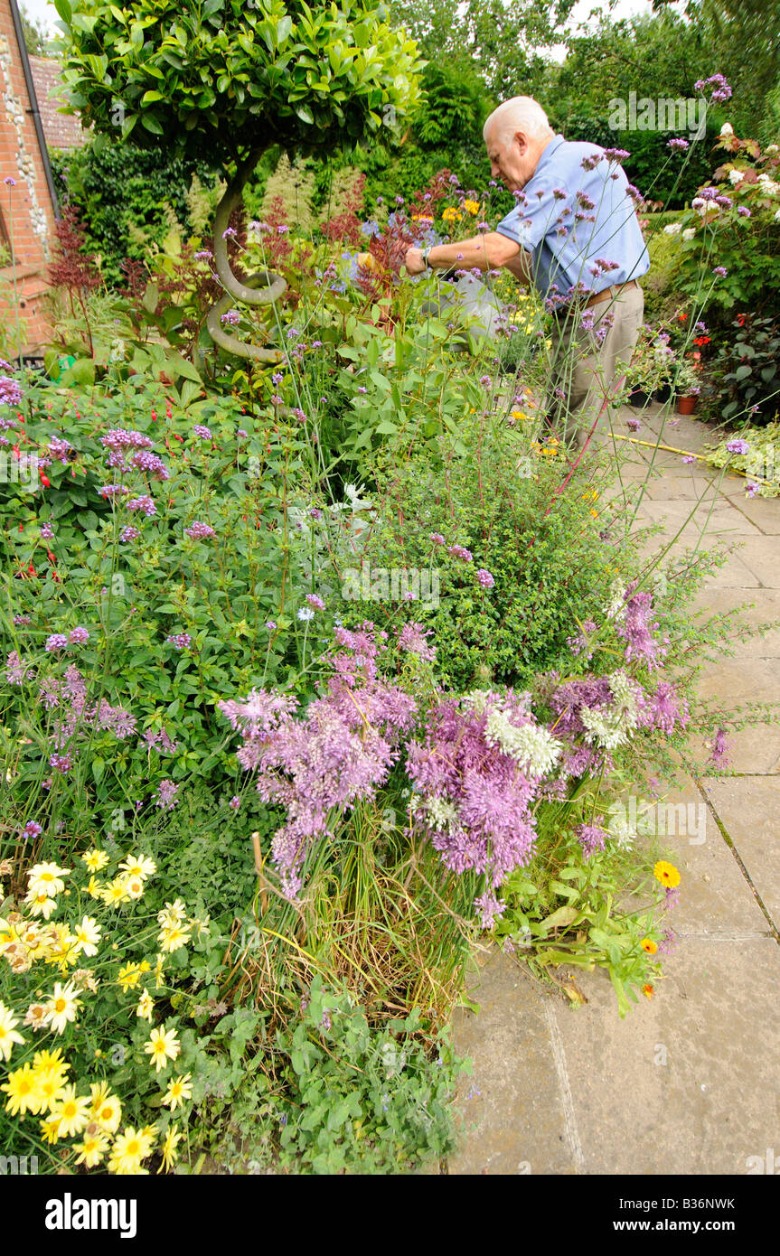 Giardiniere tendente summer flower border nel piccolo giardino NORFOLK REGNO UNITO Agosto Foto Stock