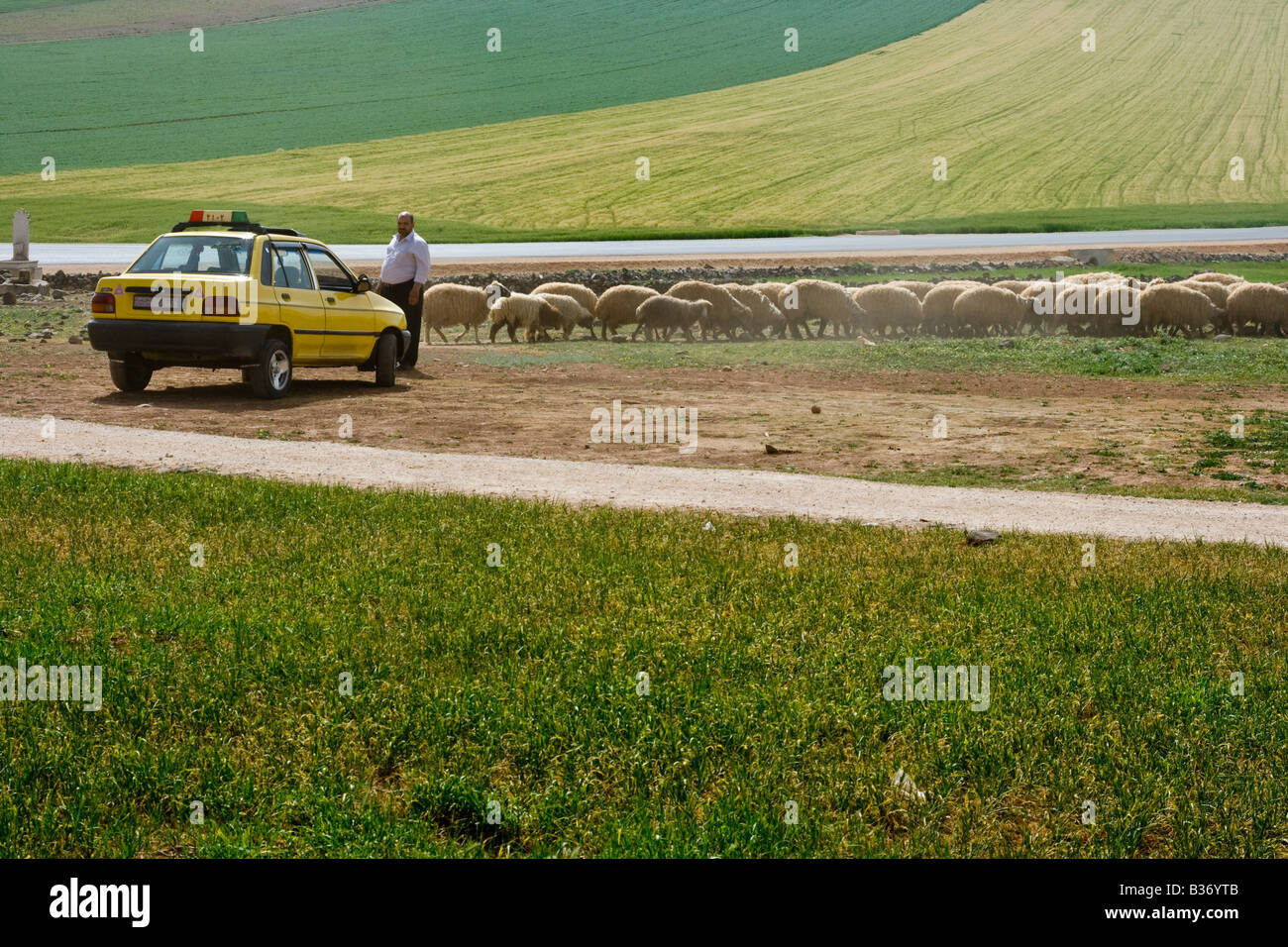 Taxi in campo rurale con pecora in Jazeera Siria Foto Stock