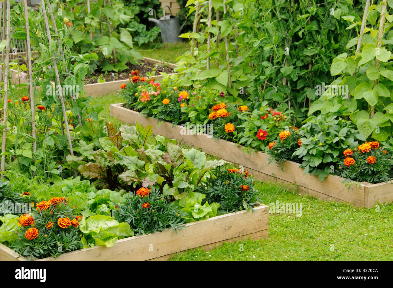 Fiori e vegetale in letti di rilievo tra cui Le calendule lattuga piselli dolci Fagioli Runner barbabietole NORFOLK REGNO UNITO Giugno Foto Stock