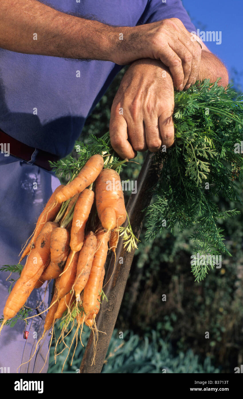 Le mani del giardiniere holding mazzetto di carote Foto Stock