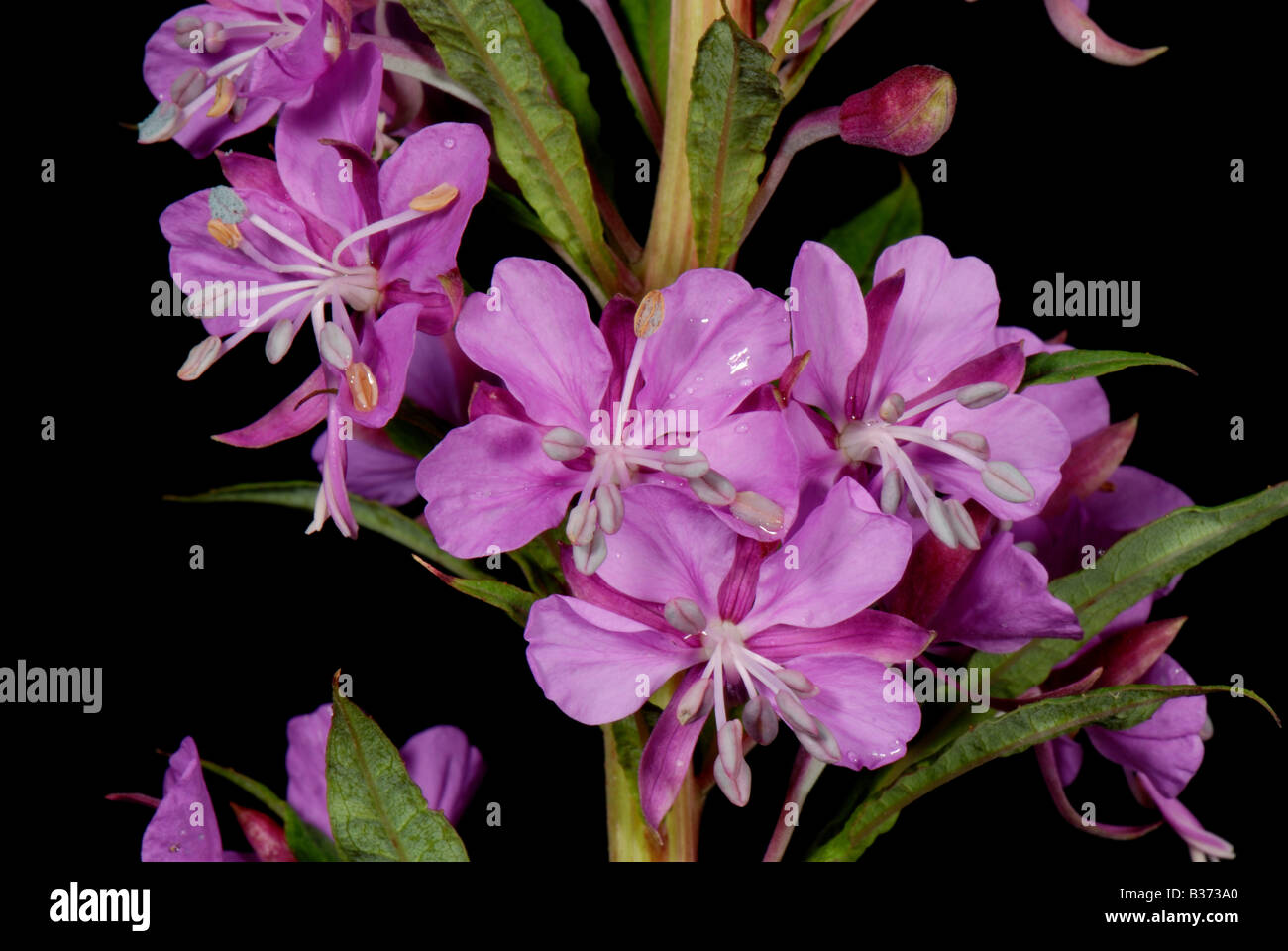 Rosebay willowherb (Chamaenerion augustifolium) fiori viola stamens anthers stile e germogli Foto Stock
