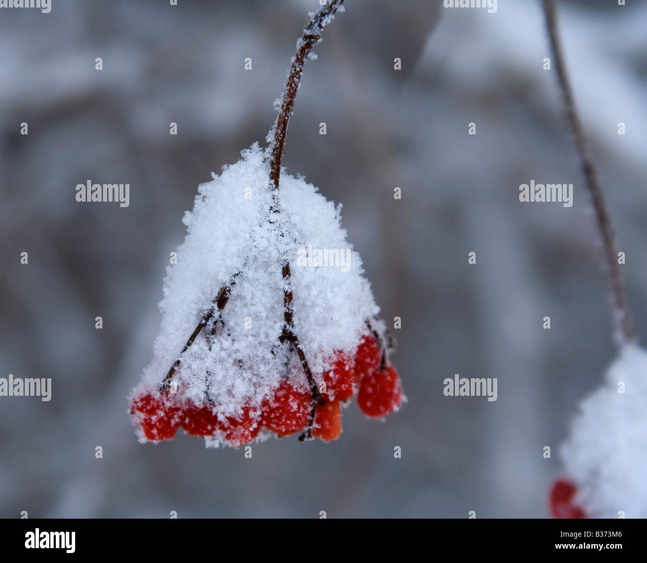 Bacche rosse coperte di neve Foto Stock