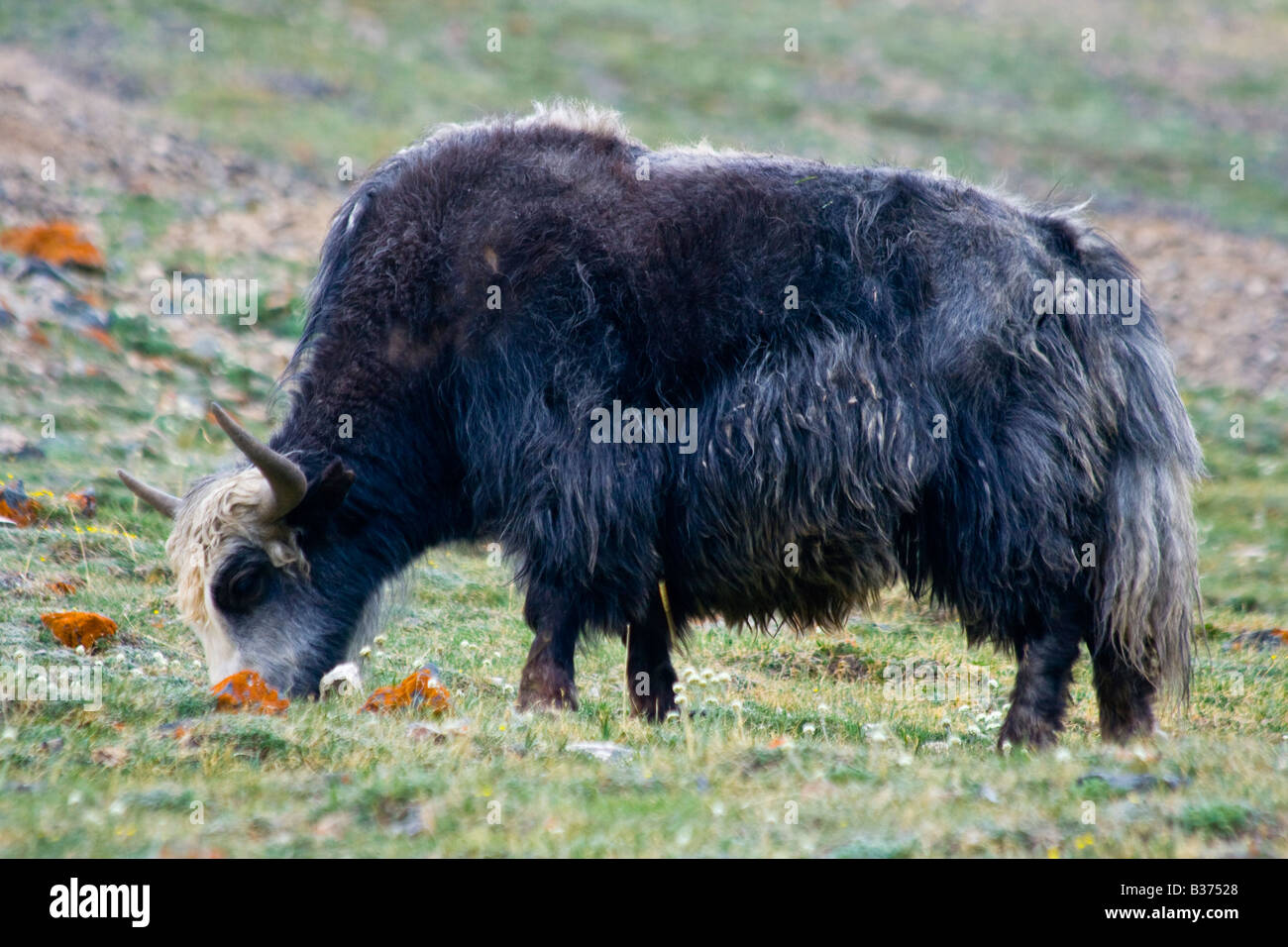 Yak nella valle Gumbezkul nell est Pamirs vicino a Murgab Tagikistan Foto Stock