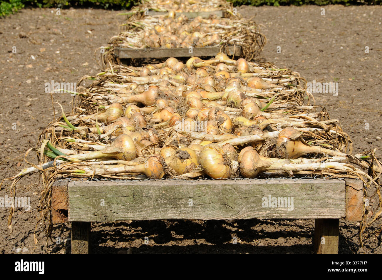 Cipolle Maincrop essendo essiccata su telai in grande giardino Norfolk UK Luglio Foto Stock