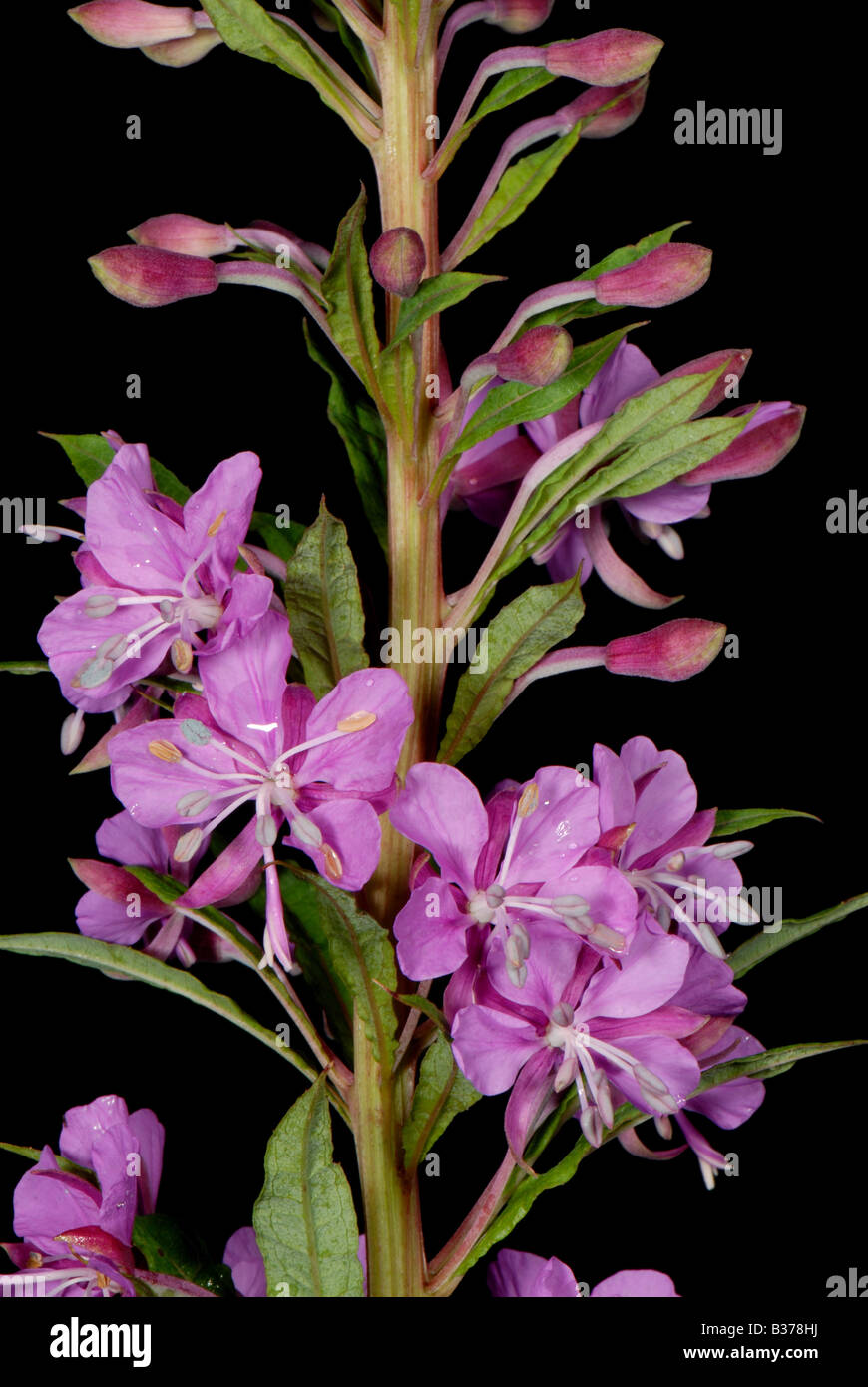 Rosebay willowherb (Chamaenerion augustifolium) fiori anthers stamens e stile Foto Stock