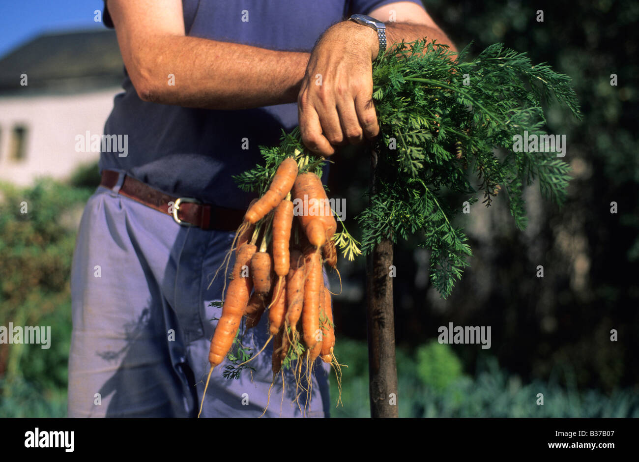 Giardiniere tenendo un mazzetto di carote Foto Stock