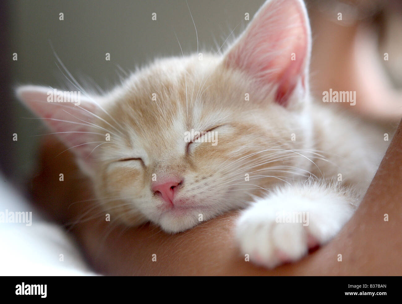 A 9 settimane di età e crema di zenzero Gattino che dorme sul suo braccio proprietari Foto Stock