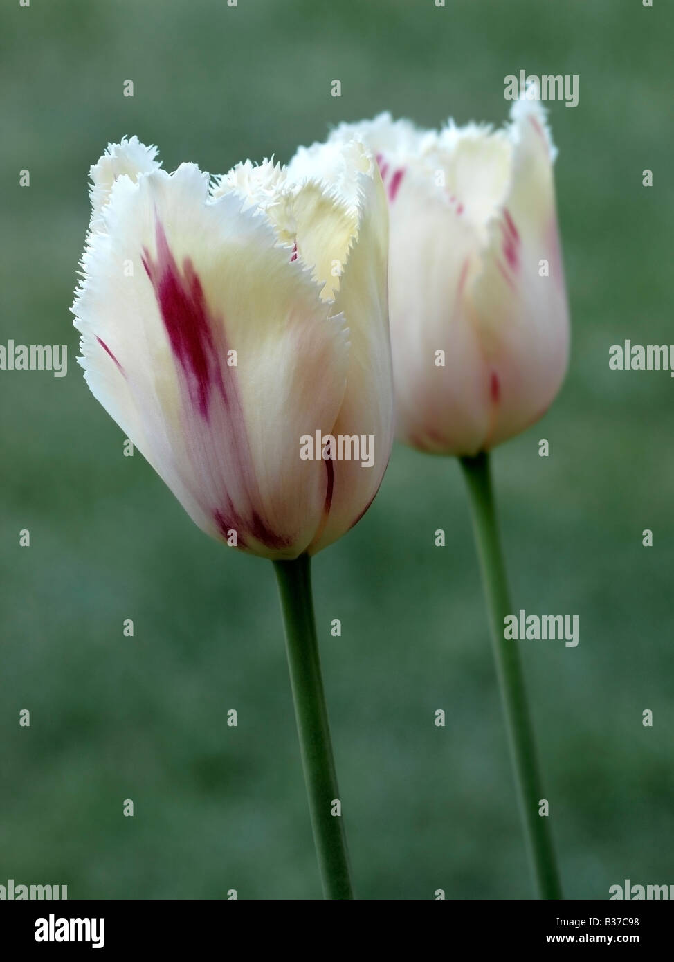 Due tulipani Foto Stock