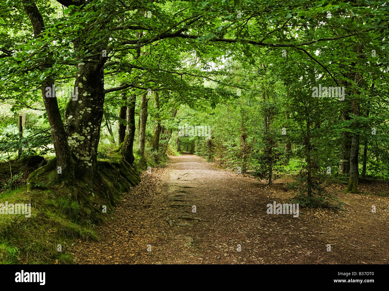 Percorso del bosco attraverso la foresta incantata a Broceliande foresta, Ille et Vilaine Bretagna, Francia, Europa Foto Stock