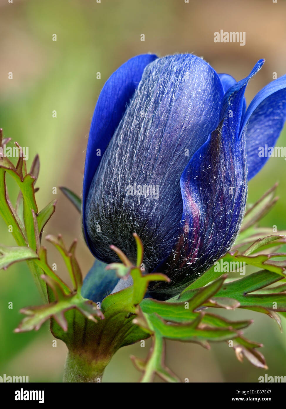 Fiore blu, macro Foto Stock