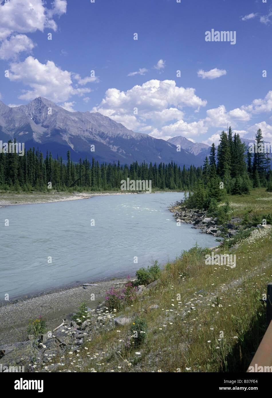 Kootenay parco nazionale di acqua che scorre sulle rocce Tall Pines Prato fiori selvaggi picchi KOOTENAY LAGO DELLA COLUMBIA BRITANNICA IN CANADA Foto Stock