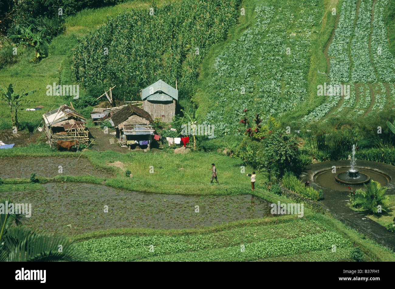 Terrazze di riso il paesaggio agricolo risaie su pendii con tetto di paglia di edifici su palafitte persone lavorando DENPASAR BALI INDONESIA Foto Stock