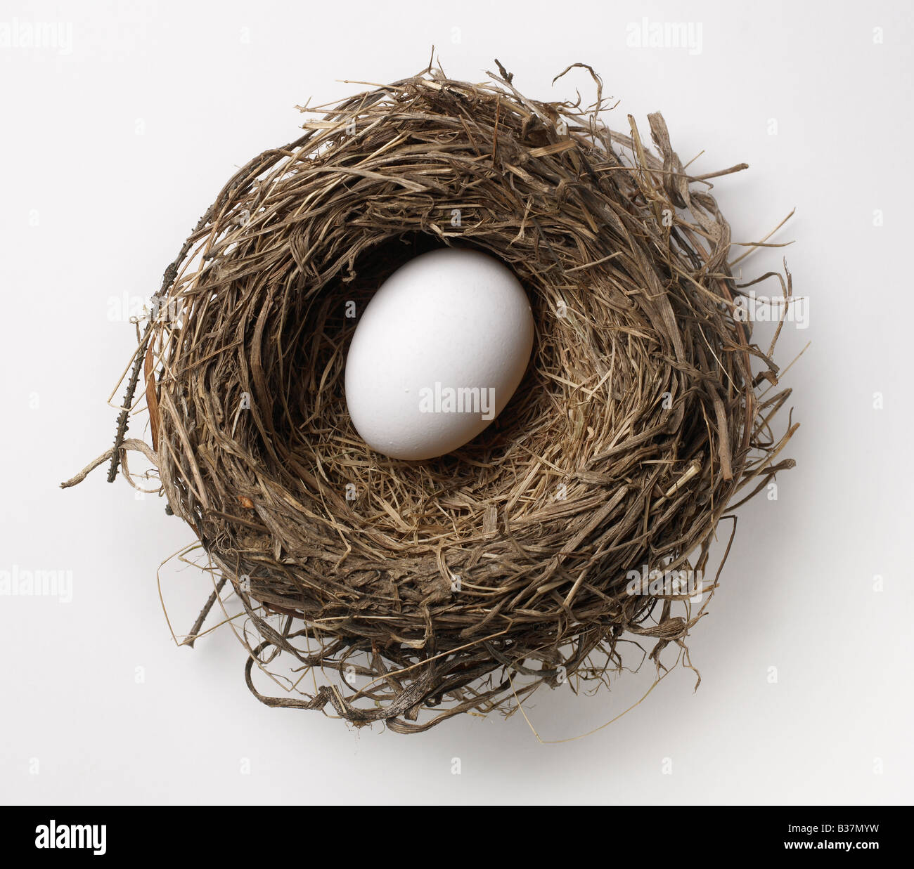 Nido degli uccelli Foto Stock