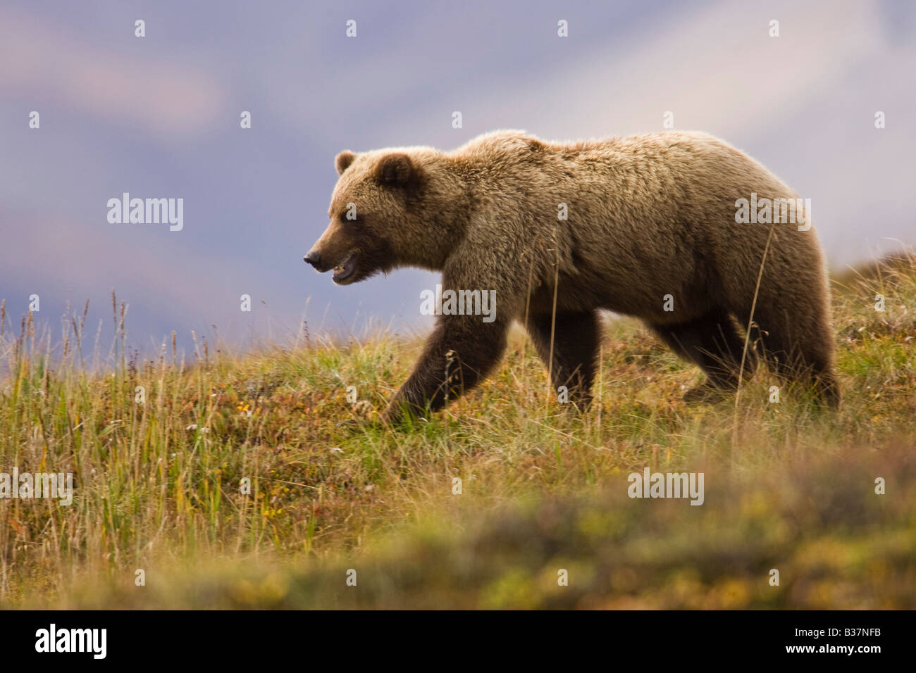 Orso grizzly (Ursus arctos) Foto Stock